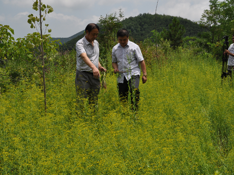 百泉藥都中藥材種植基地