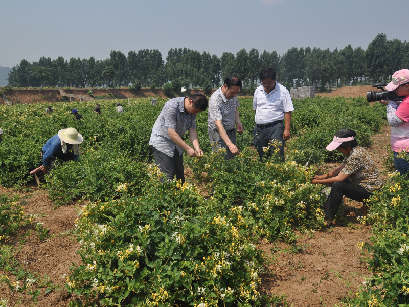 百泉藥都中藥材種植基地